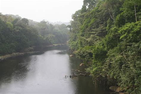 River in rainforest, Cameroon | River, Cameroon, Rainforest