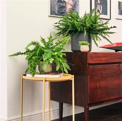 The best desk plants – 8 plants for your home office | Livingetc