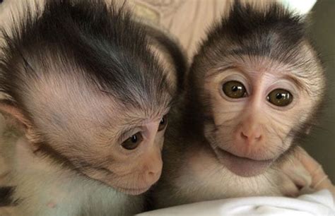 First Monkeys with Autism Created in China | MIT Technology Review