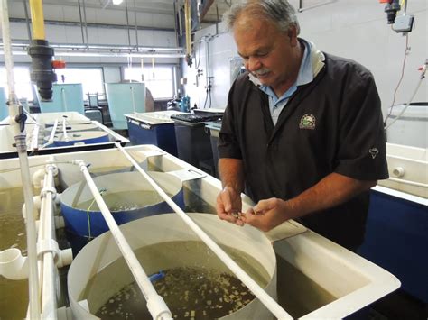 White House announces $49M grant for Alaska mariculture development - Alaska Public Media