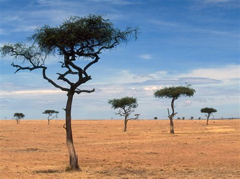 Acacia African Savanna Trees - Pets Lovers