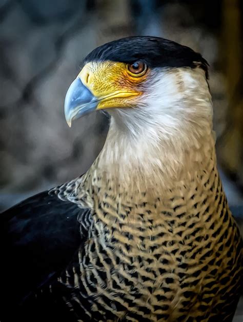 Mexican Eagle Photograph by David Pine - Pixels