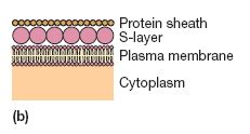 Archaebacteria Cell wall Structure and Composition