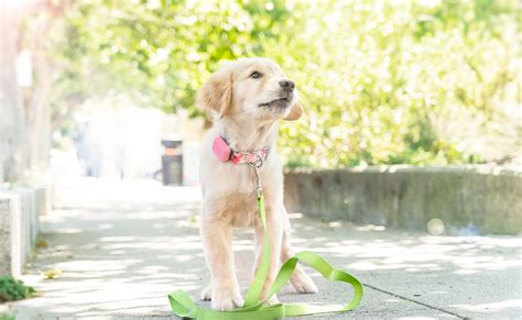 This Pet Location Tracker is Like a Fitbit for Your Dog