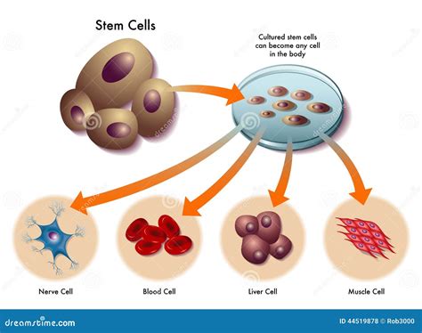 Cells Cartoon Vector | CartoonDealer.com #2881821