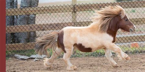 Ultimate Guide For Your Pony - The Miniature Horse!