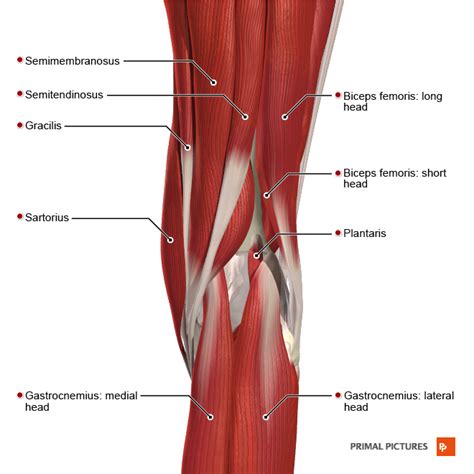 Hamstring Strain Anatomy Hamstring Muscles Anatomy Biceps | Images and ...