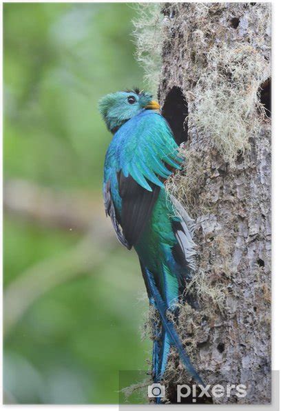 Poster Nesting resplendent quetzal - PIXERS.UK