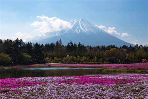 Mt.Fuji | Fuji Motosuko Resort (Fuji Shibazakura Festival), … | Flickr