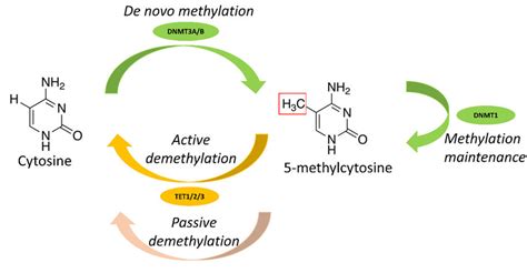 Main enzymes involved in DNA methylation. | Download Scientific Diagram