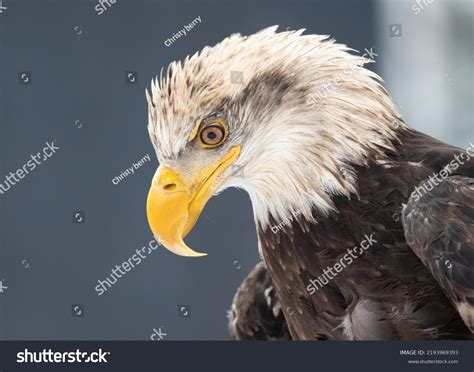 417 Yellowstone Eagle Images, Stock Photos & Vectors | Shutterstock