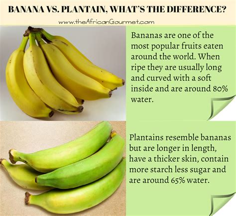 Banana vs. Plantain, what’s the difference?