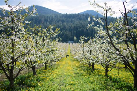 Flathead Lake Cherry Blossoms | Bigfork - Montana