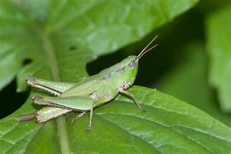 Short-winged Green Grasshopper | Vermont Atlas of Life