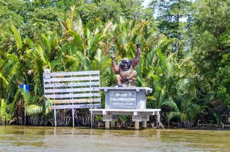 Borneo Orangutans In Tanjung Puting National Park