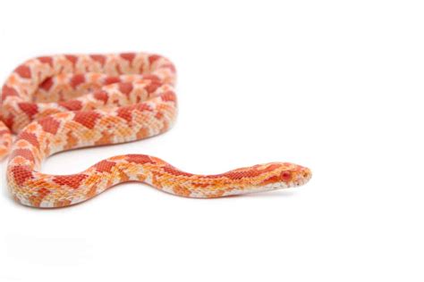 Albino Corn Snake The Amelanistic Corn Snake Gene Explained, 48% OFF