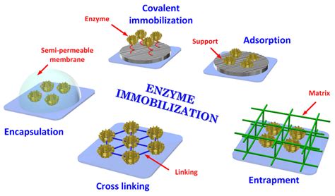 Typical enzyme immobilization processes. | Download Scientific Diagram