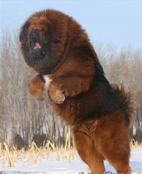 20 Of The World's Largest Dog Breeds | Dogs, Dog breeds, Animals