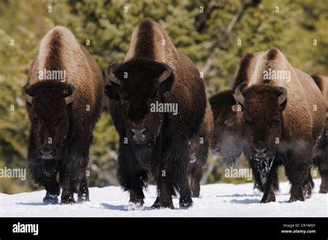 Bison herd winter snow Yellowstone national park Stock Photo - Alamy