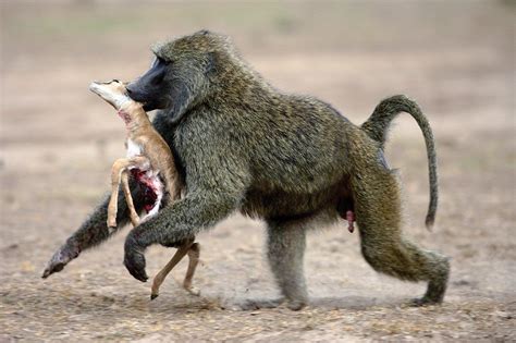 20 Interesting Baboon Facts