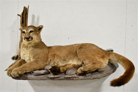 Lot - Full Body Mountain Lion Taxidermy Wall Mount