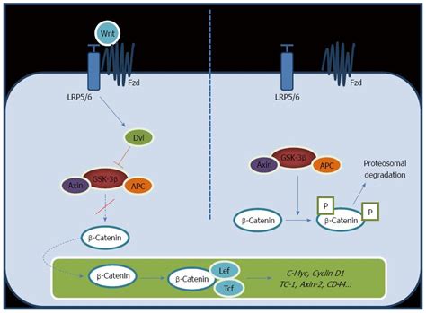 Targeting Wnt/β-catenin pathway in hepatocellular carcinoma treatment