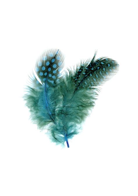 Guinea Hen Feathers (Turquoise) - artpistol