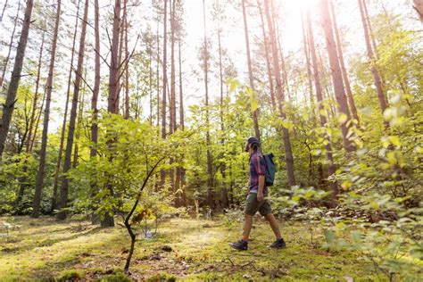 Man hiking in the forest stock image. Image of green - 158757893