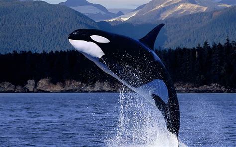 Orca 1080P, 2K, 4K, 5K HD wallpapers free download | Wallpaper Flare