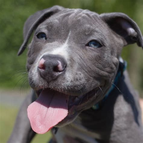 Blue Nose Pitbull - Blue Nose Pitbull Info and Care - Blue Nose Pit Bull