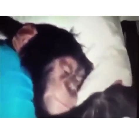 Create meme "Yerzhan monkey sleeping, Yerzhan monkey meme, Yerzhan monkey" - Pictures - Meme ...