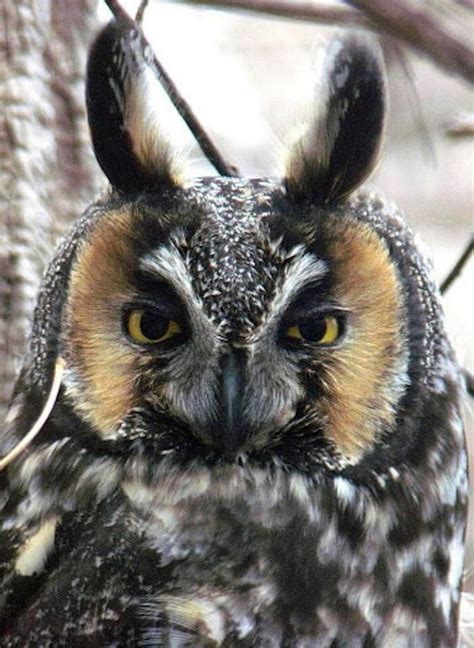 Ohio birds of prey: From eagles to owls, falcons to hawks; identifying ...