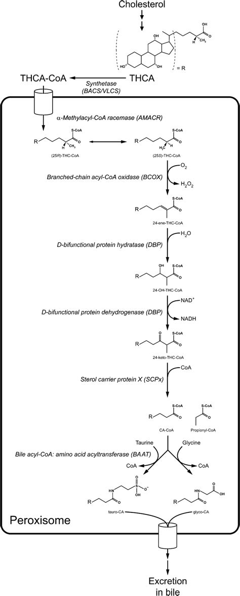 Schematic representation of the peroxisomal steps involved in bile acid ...
