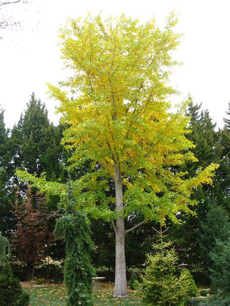 Ginkgo Biloba Tree Pictures, Detailed Information on Ginkgo Biloba Trees