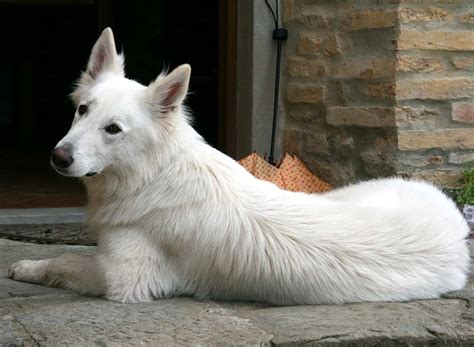 6 Facts to Know About the Beautiful White Swiss Shepherd - Animalso