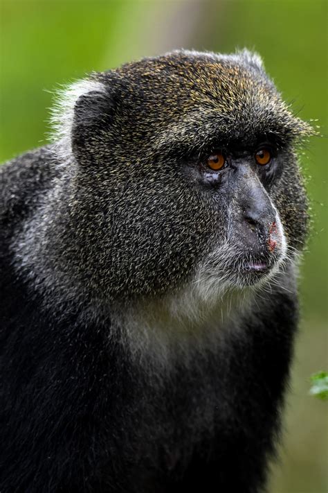 A blue monkey at Arusha National Park | Smithsonian Photo Contest ...