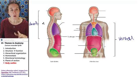 Anatomical Themes 7 Body cavities - YouTube