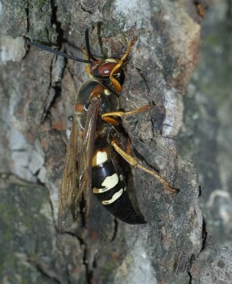 Sphecius speciosus - Facts, Diet, Habitat & Pictures on Animalia.bio