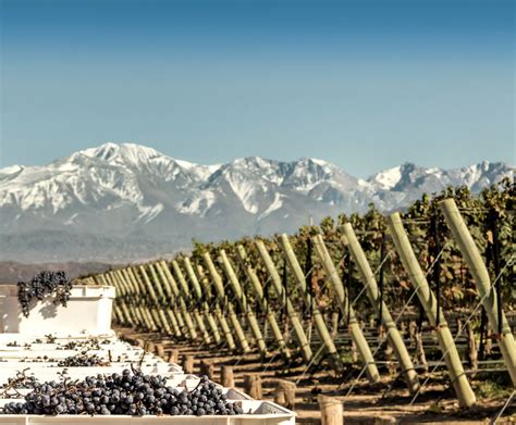 Exploring the Enchanting Malbec Grape Variety