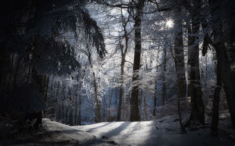 Download "Explore the Stillness of the Winter Forest" | Wallpapers.com