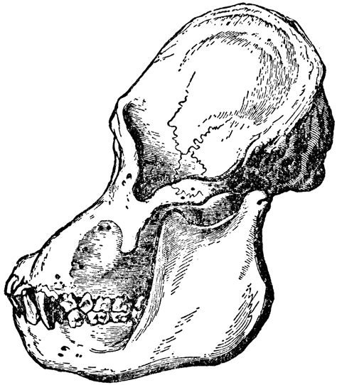 Adult Male Orangutan Skull Viewed from Side | ClipArt ETC