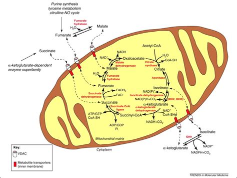 Revisiting the TCA cycle: signaling to tumor formation: Trends in ...