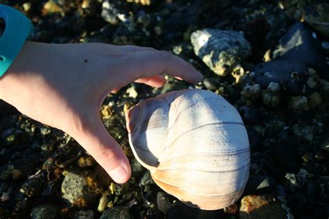 Moon Shell Found in Drew Harbour Sunrise Beach, Beach Combing, British Columbia, Harbour, Shell ...