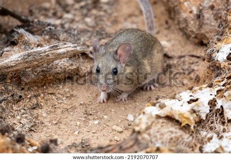 17 Arizona Pack Rat Images, Stock Photos, 3D objects, & Vectors | Shutterstock