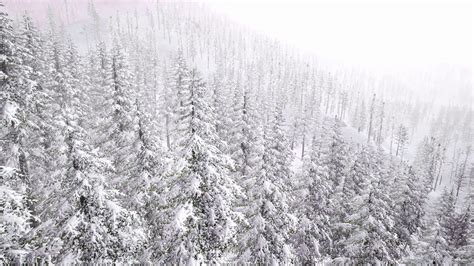 Winter forest, aerial view of snow-covered trees. 4k footage. Drone ...