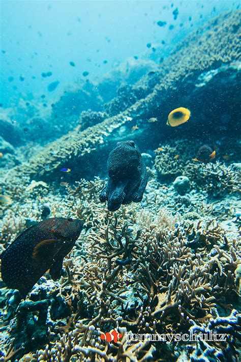 Raja Ampat Coral Reefs Wide Angle: Panoramic Views of Indonesia's ...