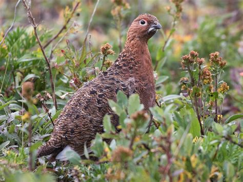 Willow Ptarmigan - eBird