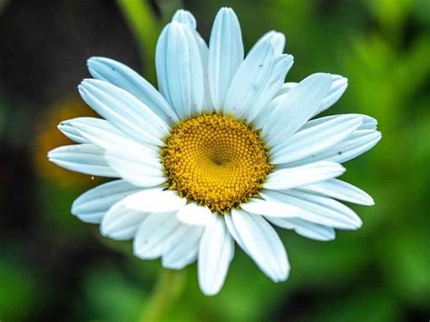 Growing Daisies: 8 Things You Need to Know to Grow Beautiful Daisies ...