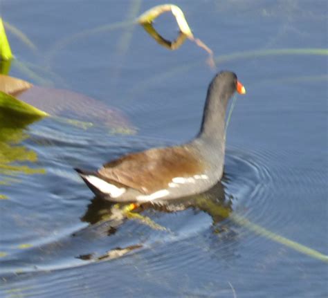 American Coot & Common Moorhen