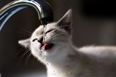 Signs of Dehydration in Cats | Cuteness